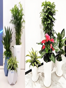 宁波余姚绿植租赁设计，开启精致生活绿植篇章